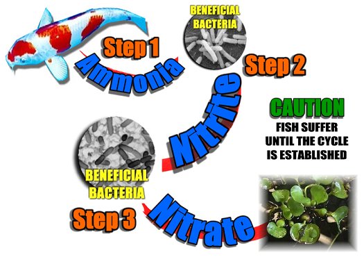 The nitrification cycle of beneficial bacteria