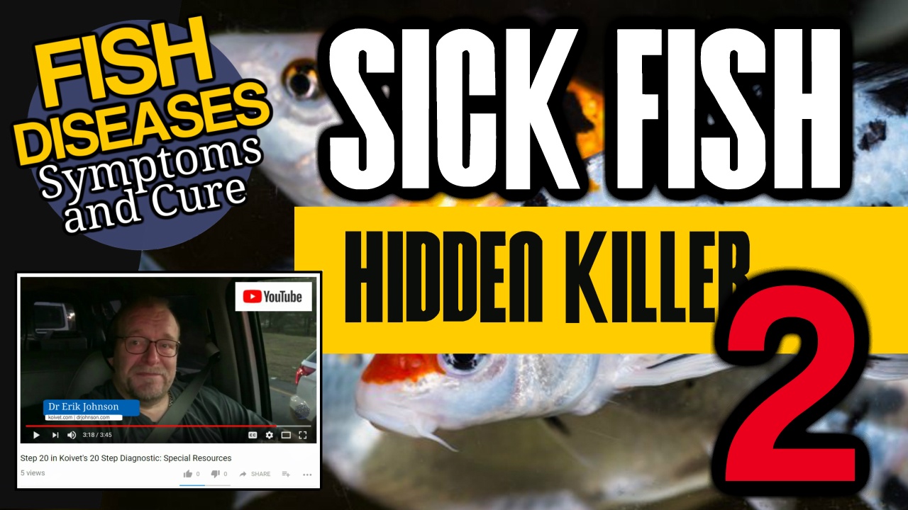 Nitrites kill a LOT of fish every year and there's a video at Youtube