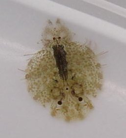 Argulus Fish Lice