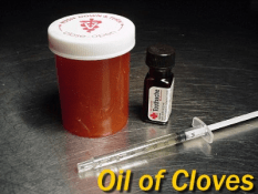 Oil of cloves for Koi anesthesia
