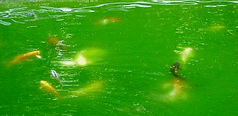 Algae green water