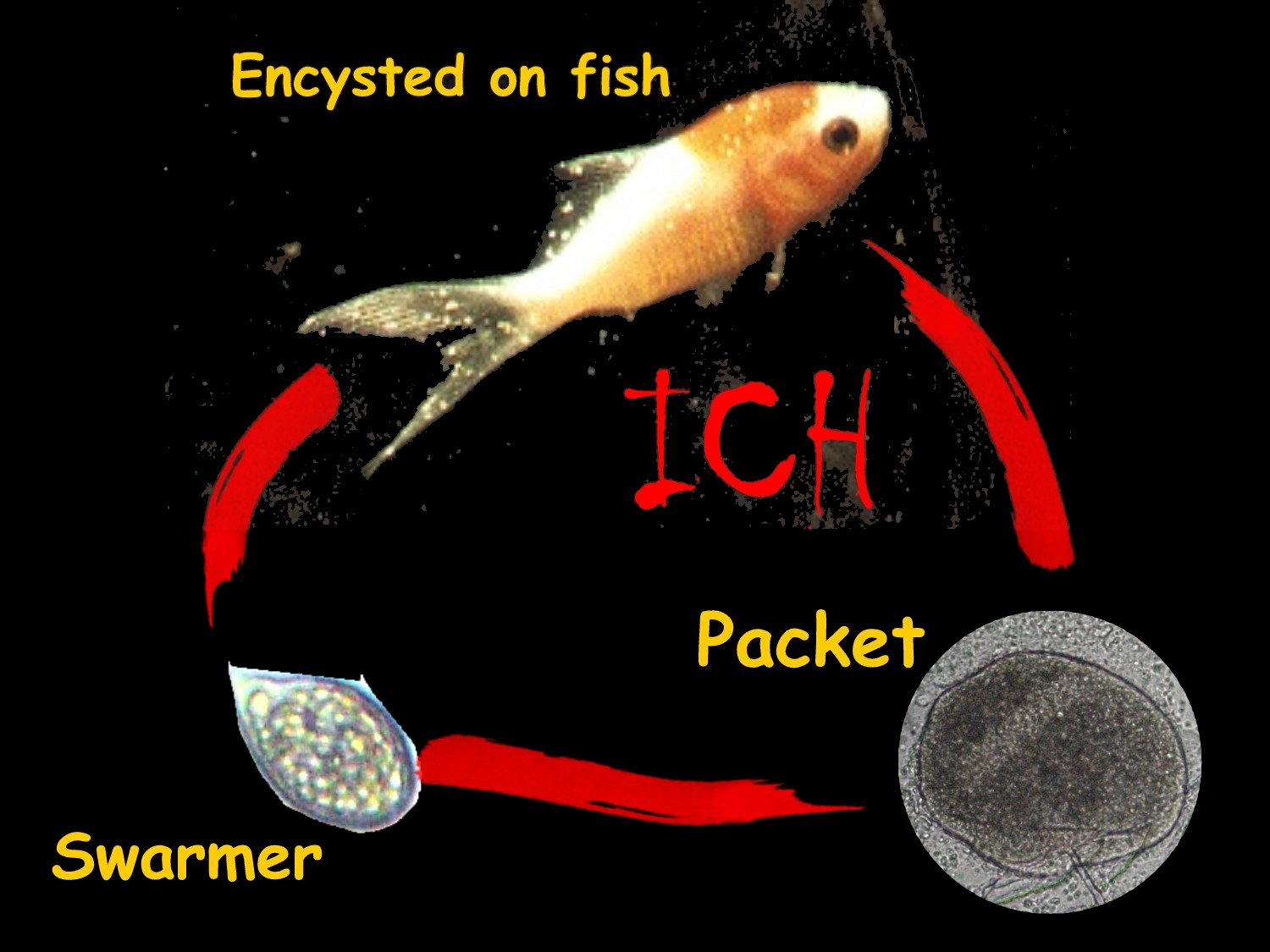 Ich's Life Cycle involves a cycle ON and OFF the fish