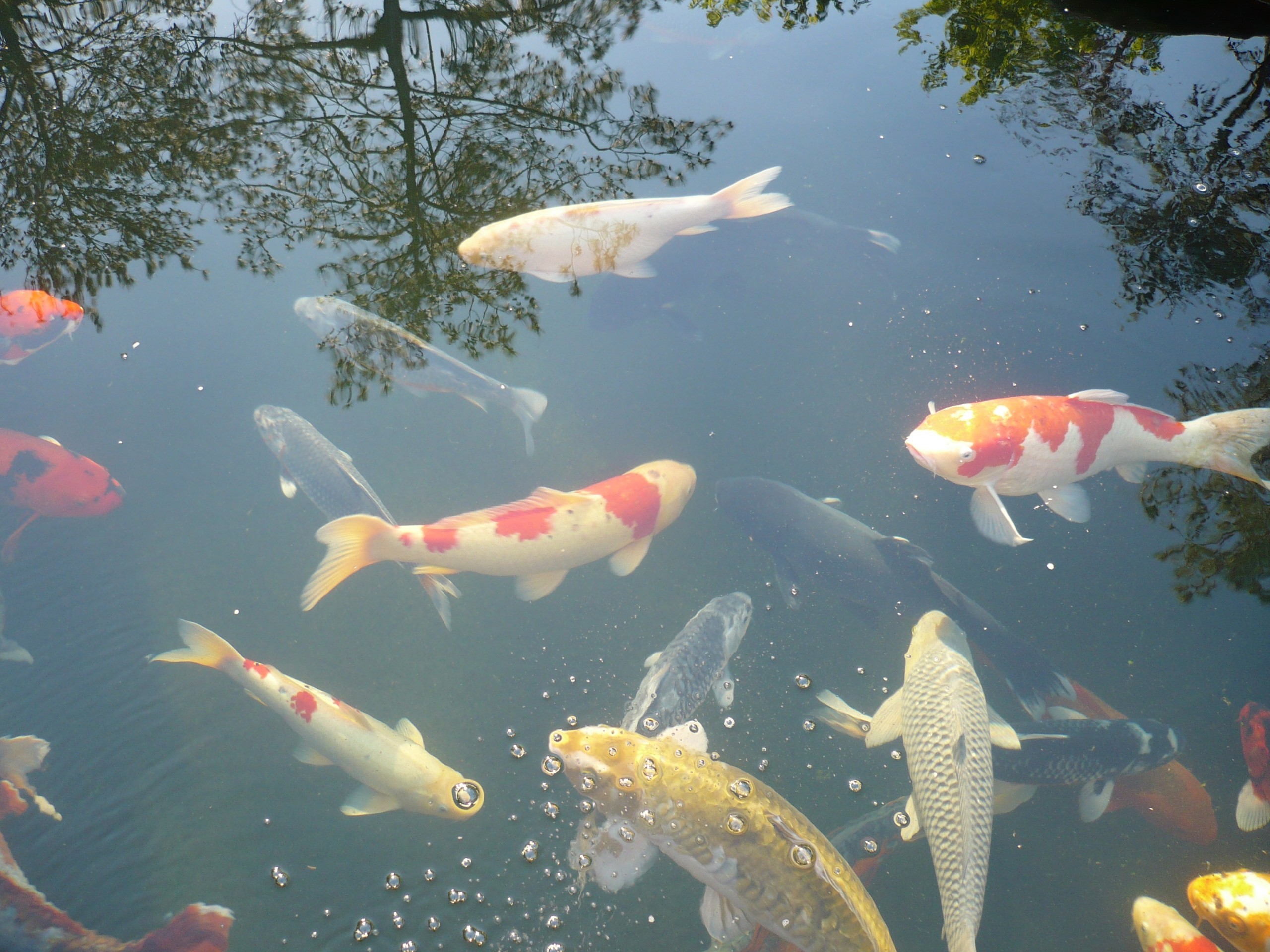 Water quality and koi health improved with bentonite and montmorillonite clays