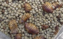 Silkworm pupae are delicious to koi but should not be fed as "the" diet. They're a treat.