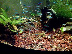 How To Set Up a Beginner Community Tank Aquarium