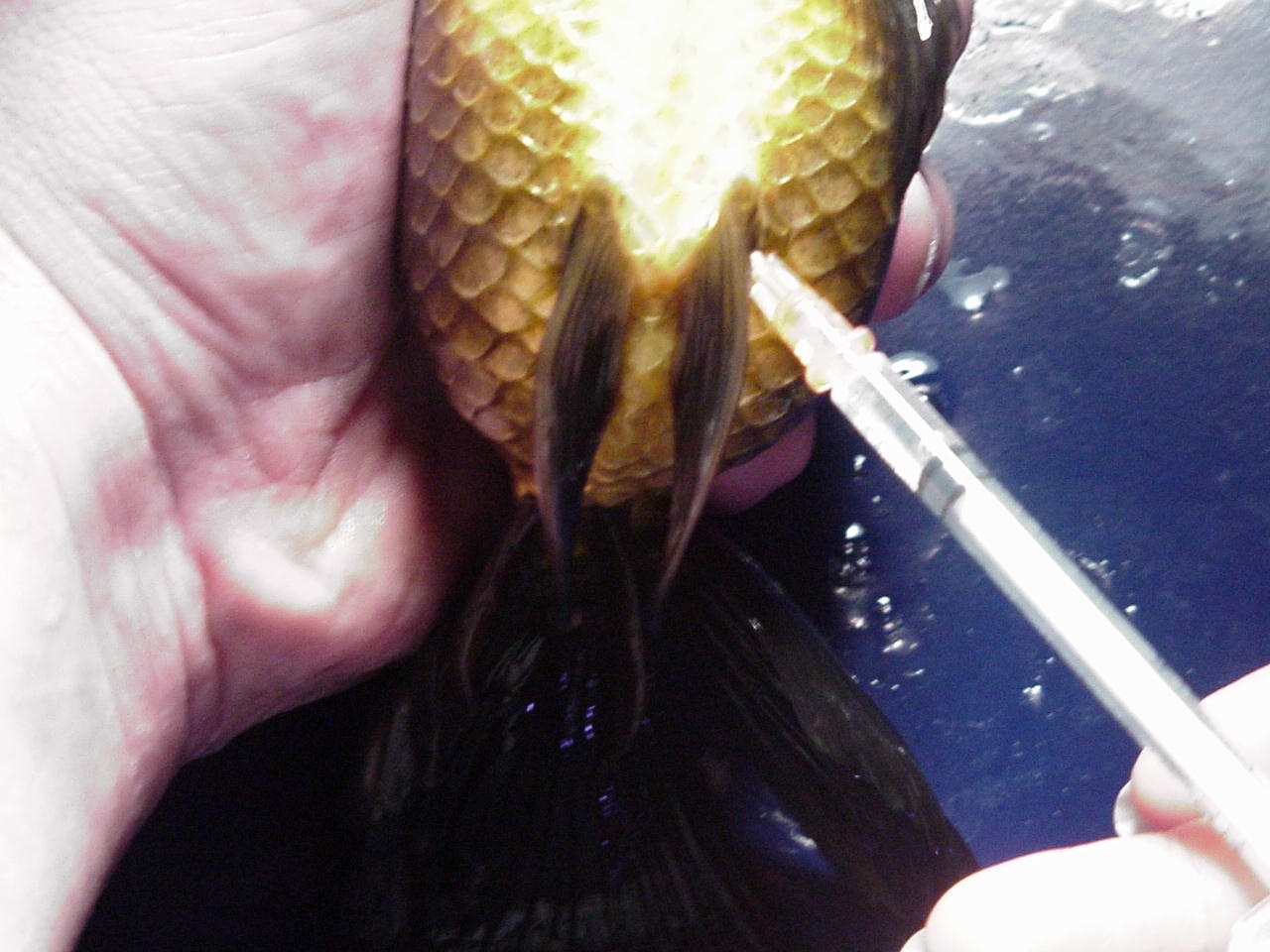 Injection goldfish intraperitoneally