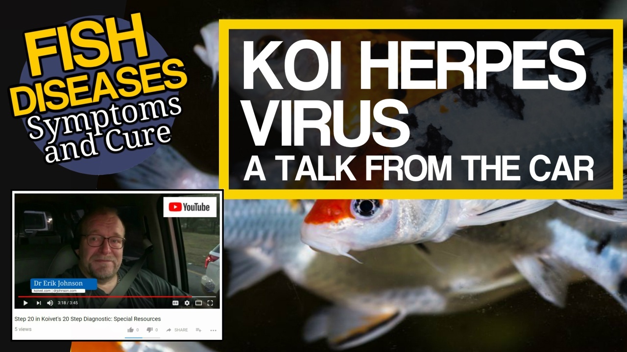 Koi Herpes Virus video at Youtube.com