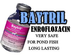 Baytril (enrofloxacin) is a safe injectable