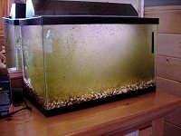 Beneficial bacteria added to new tank