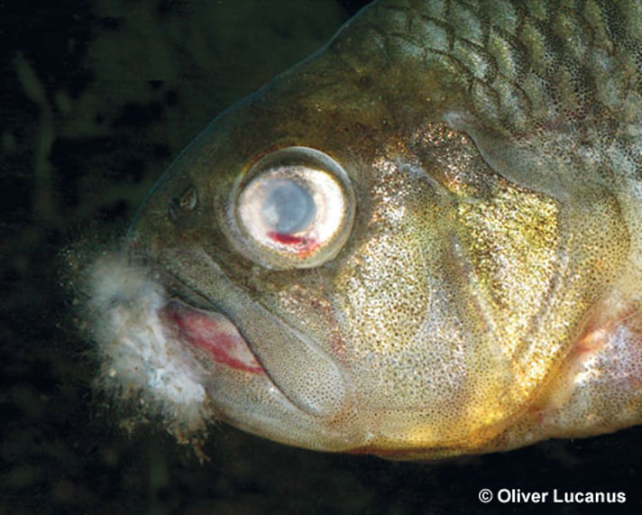 Fungal infections on the mouth of a goldfish