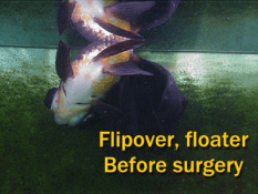 Flipover surgery for goldfish