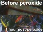 Peroxide can reverse Potassium permanganate and clear the water