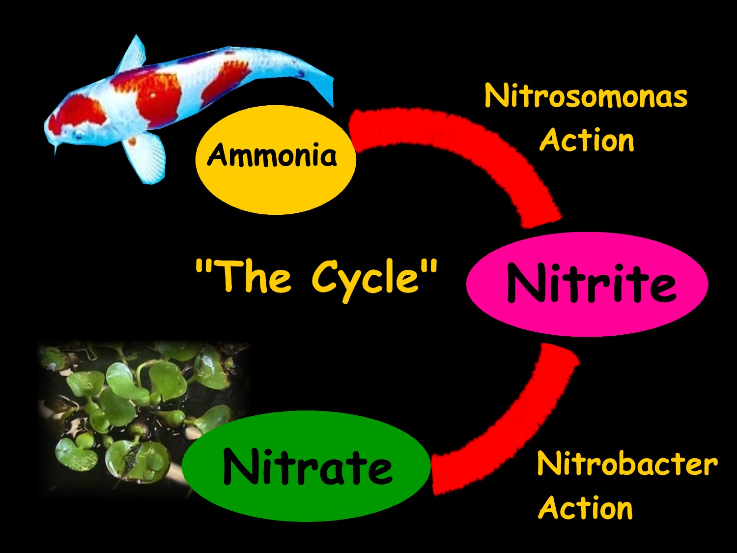 The nitrogen cycle