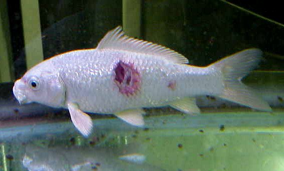 Ulcer Disease in Koi (And other fish) is potentiated by stress plus parasites