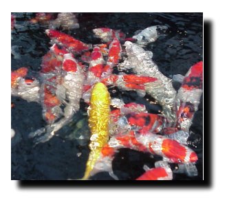 Feeding Koi too much, too little or just how much?
