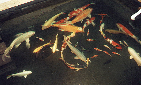 Feeding Koi in Cold Water