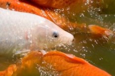 Koi food can have a LOT of one ingredient that LOOKS like a little when split into two amounts.