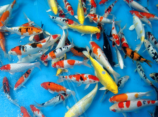 Koi from Israel have been of excellent quality and many are from Japanese bloodlines