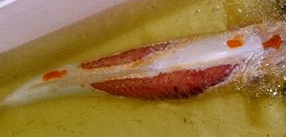 This is a wound from a plecostomus with a koi in a too-small container.