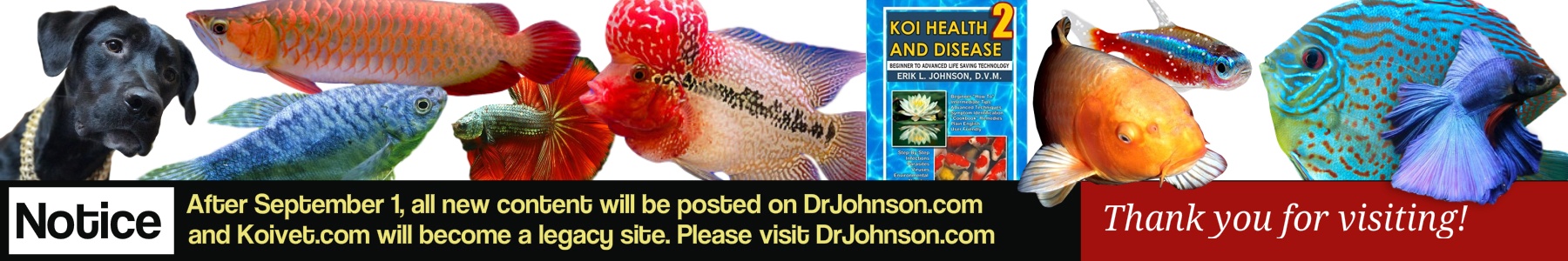 Koivet.com | Fish Health | Dr. Erik Johnson